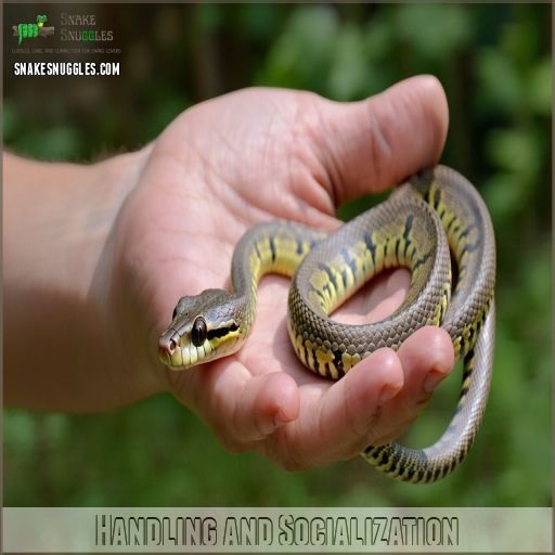 Ball Python Temperament Review: Friendly or Feisty Pet?