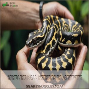 Handling Ball Pythons in Captivity