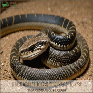 Hognose and Kenyan Sand Boas