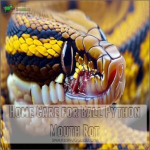 Home Care for Ball Python Mouth Rot