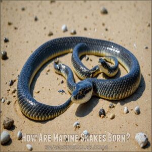 How Are Marine Snakes Born