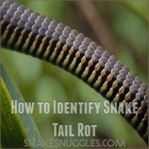 How to Identify Snake Tail Rot