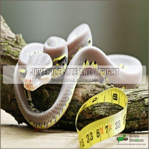 How Big Do Ball Pythons Get? Growth Rate & Size Guide