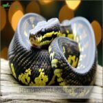 How Big Do Ball Pythons Get? Growth Rate & Size Guide
