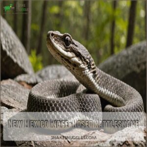 New Mexico Ridge-Nosed Rattlesnake