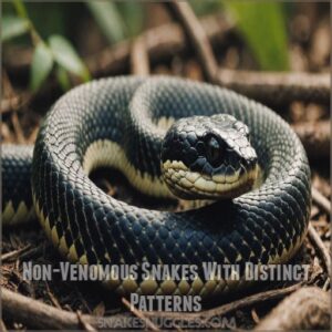 Non-Venomous Snakes With Distinct Patterns