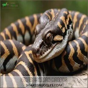 Other Common Morphs Other Common Morphs