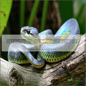 Overview of Brazilian Rainbow Boa