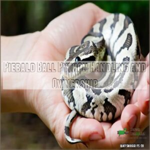 Piebald Ball Python Handling and Ownership