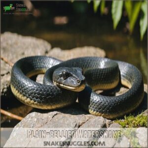 Plain-bellied Watersnake