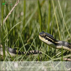 Plains Garter Snake