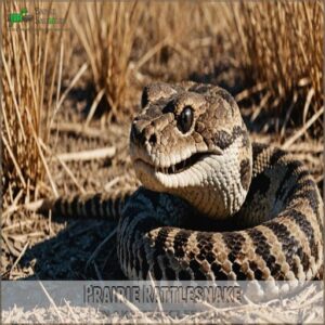 Prairie Rattlesnake