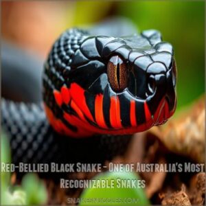 Red-Bellied Black Snake - One of Australia