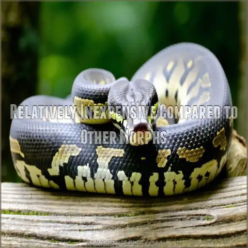 Piebald Ball Pythons: a Complete Guide With Pics & Cool Facts