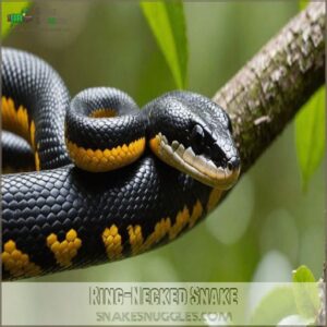 Ring-Necked Snake