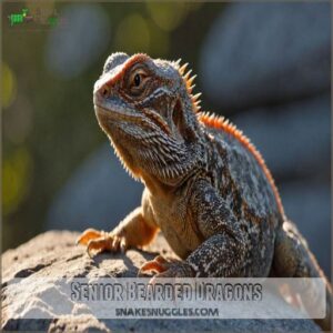 Senior Bearded Dragons