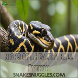 Signs of a Healthy Ball Python