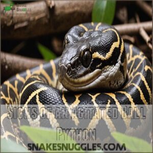 Signs of an Agitated Ball Python