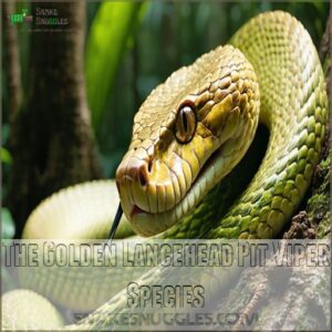 The Golden Lancehead Pit Viper Species