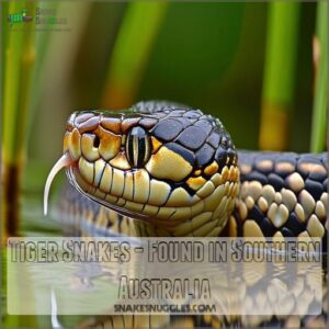 Tiger Snakes - Found in Southern Australia