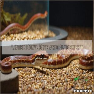 Water Bowl Size and Placement