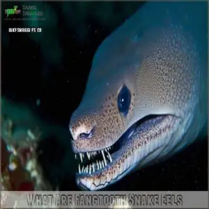 What Are Fangtooth Snake Eels