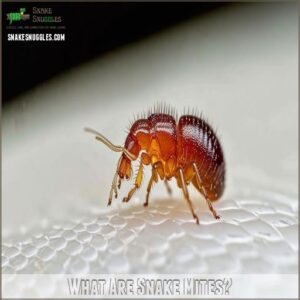 What Are Snake Mites