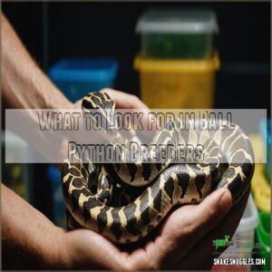 What to Look for in Ball Python Breeders