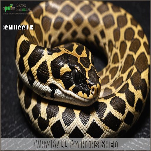 Ball Python Shed Cycle: Stages, Problems, and Tips Explained