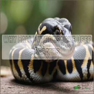 Why Ball Pythons Take Deep Breaths