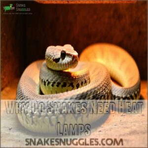 Why Do Snakes Need Heat Lamps