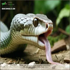Ambush Predation Ambush Predation