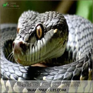 Appearance and Identification Appearance and Identification