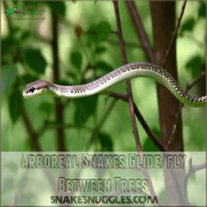 Arboreal Snakes Glide/fly Between Trees