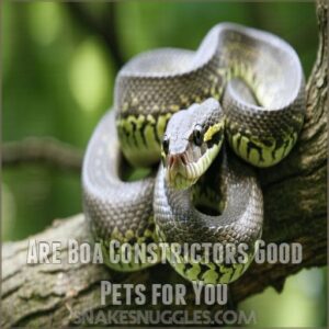 Are Boa Constrictors Good Pets for You