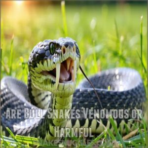 Are Bull Snakes Venomous or Harmful