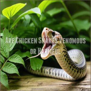 Are Chicken Snakes Venomous or Harmful