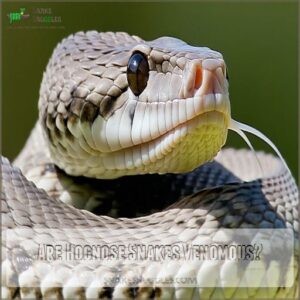 Are Hognose Snakes Venomous