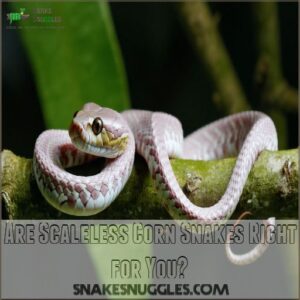 Are Scaleless Corn Snakes Right for You