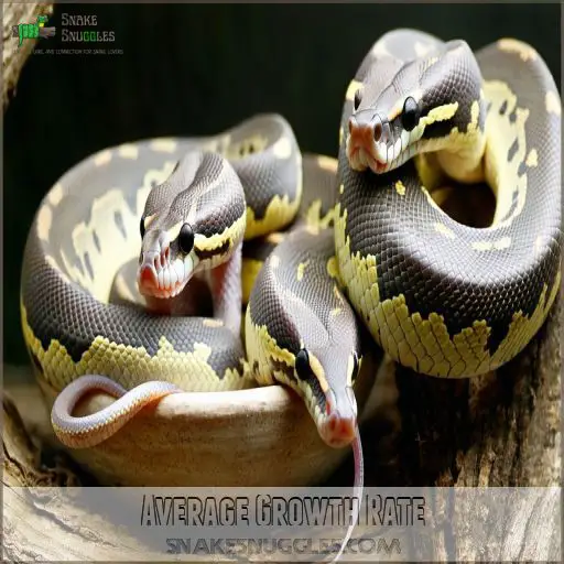 Ball Python Size: How Big Do These Pets Really Get?