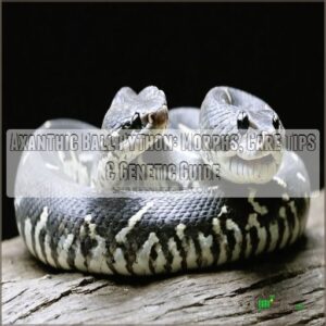 axanthic ball python