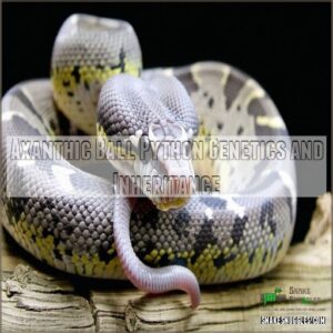 Axanthic Ball Python Genetics and Inheritance