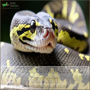 Ball Python - a Popular and Shy Pet Snake