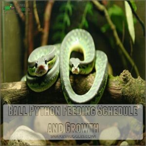 Ball Python Feeding Schedule and Growth