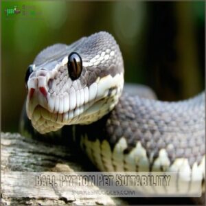 Ball Python Pet Suitability