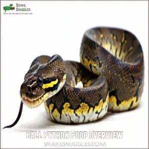 Ball Python Poop Overview