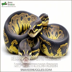 Ball Pythons: a Popular and Low-Maintenance Choice