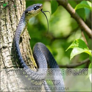 Behavior and Lifestyle of Black Rat Snakes