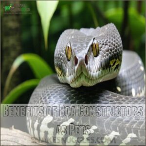 Benefits of Boa Constrictors as Pets