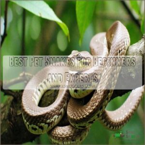 Best Pet Snakes for Beginners and Experts